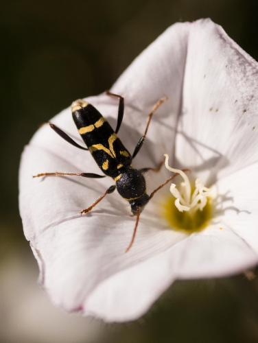 Réf. 205 450 : Clytus rhamni